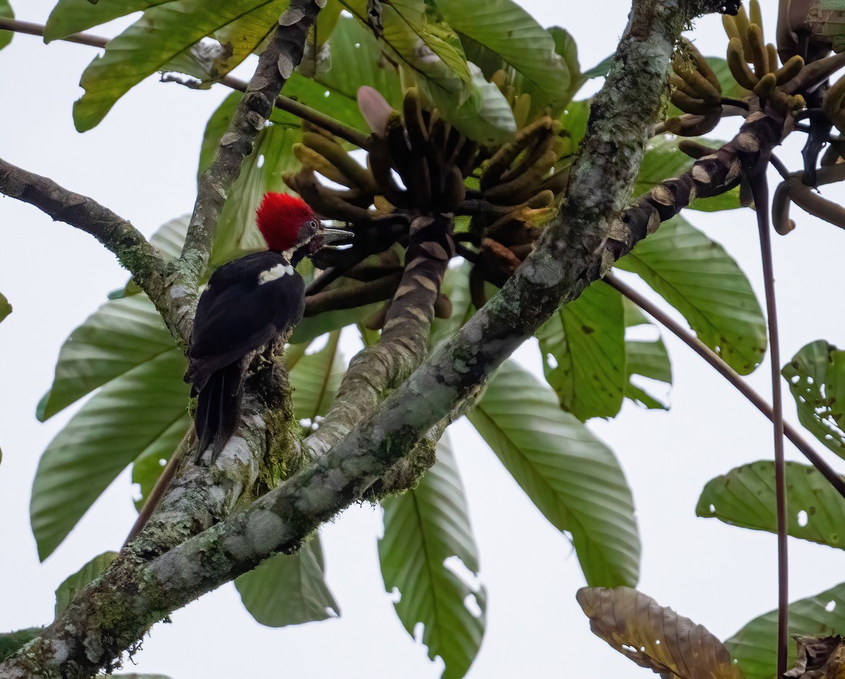 Lineated Woodpecker (Dusky-winged) - ML621187784