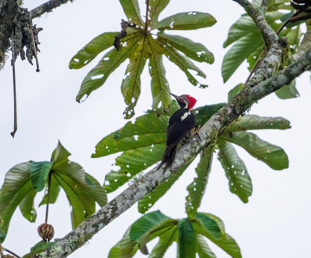 Lineated Woodpecker (Dusky-winged) - ML621187785