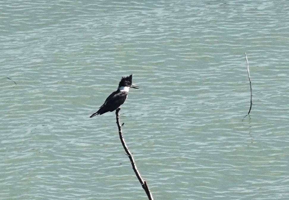 Belted Kingfisher - ML621187793