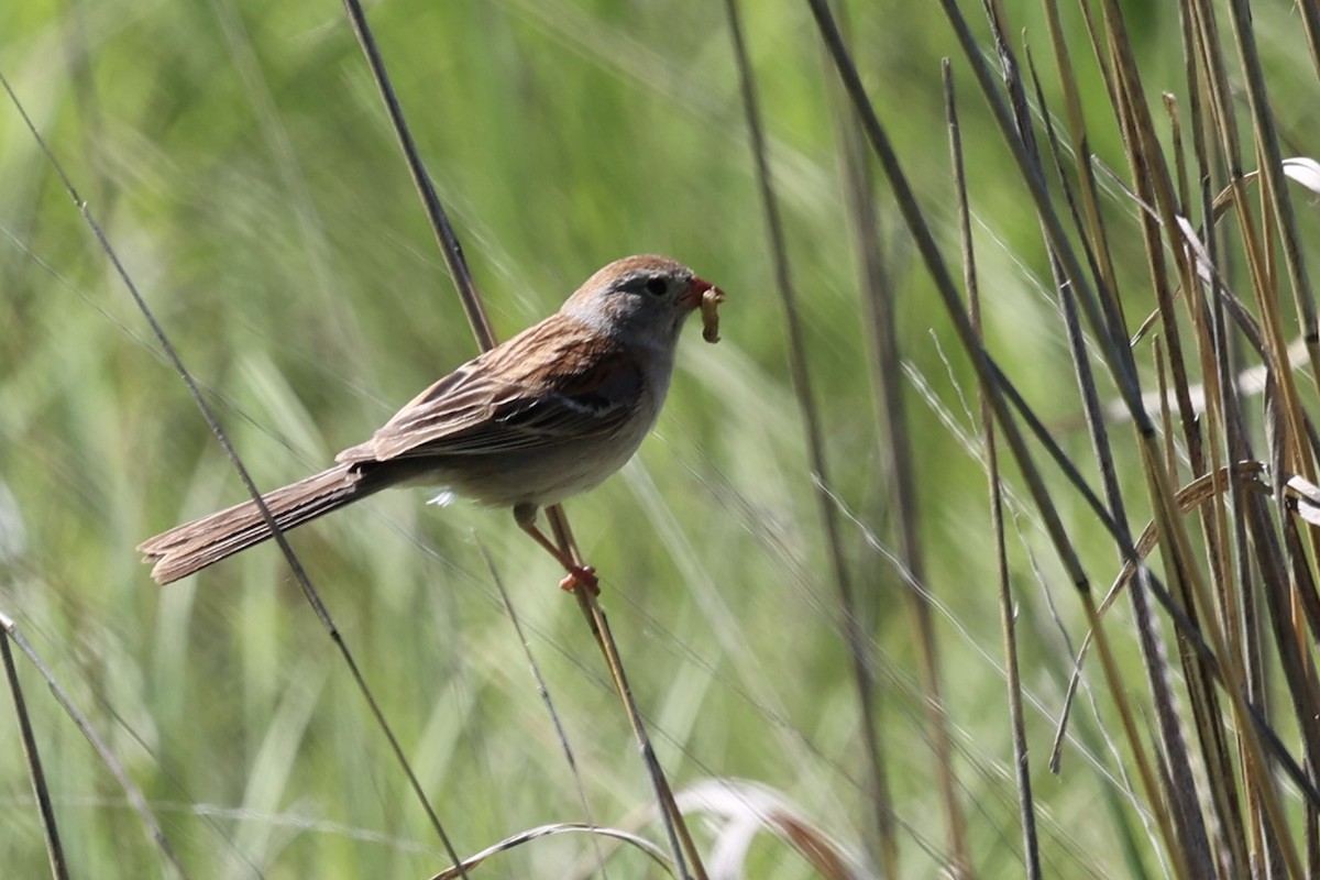 Field Sparrow - ML621187805