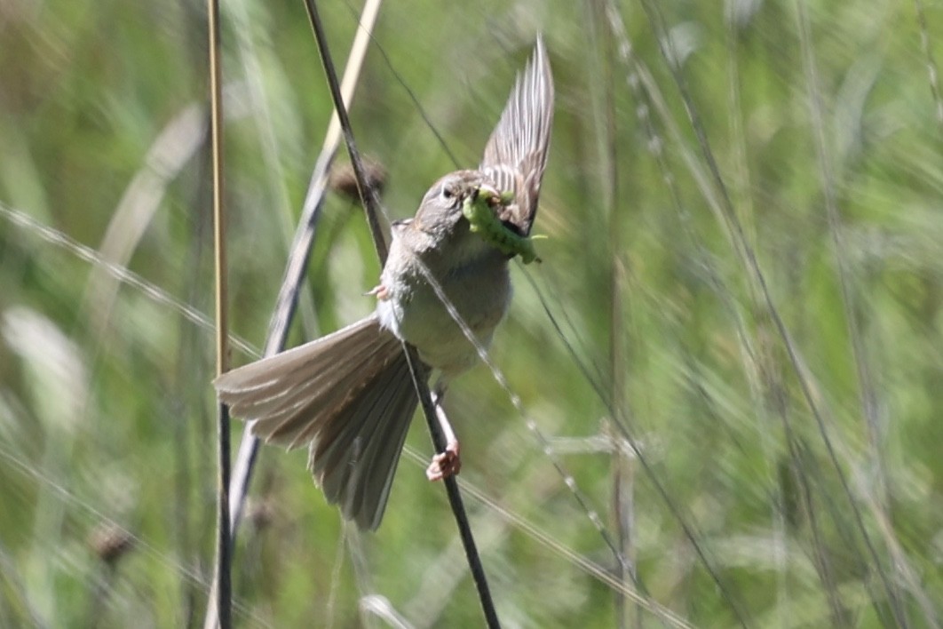 Field Sparrow - ML621187807