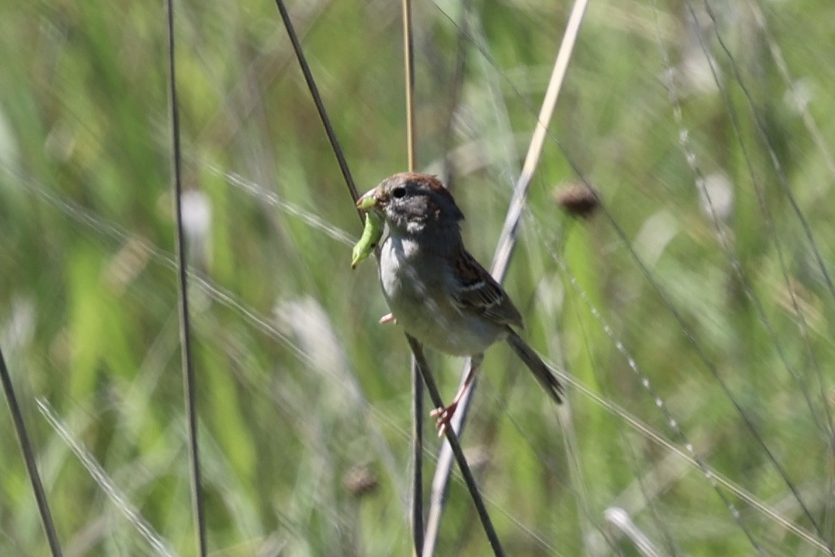 Field Sparrow - ML621187808