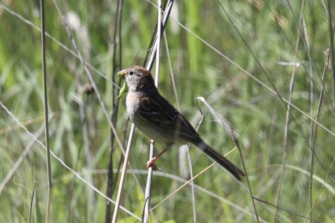 Field Sparrow - ML621187809