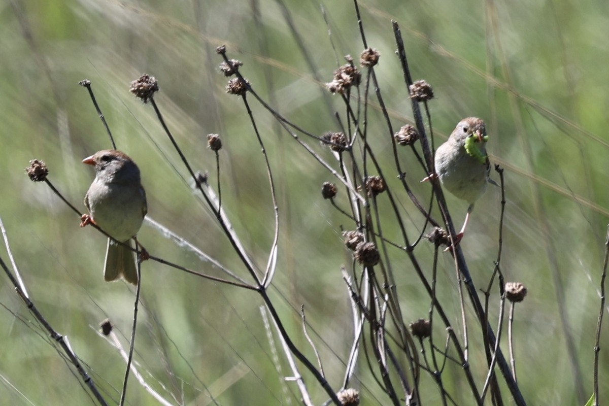 Field Sparrow - ML621187810