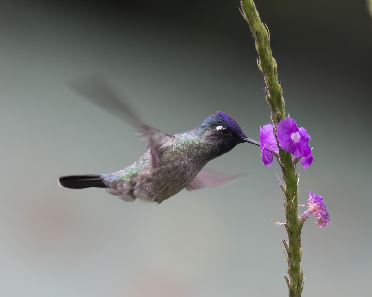 Violet-headed Hummingbird - ML621187820
