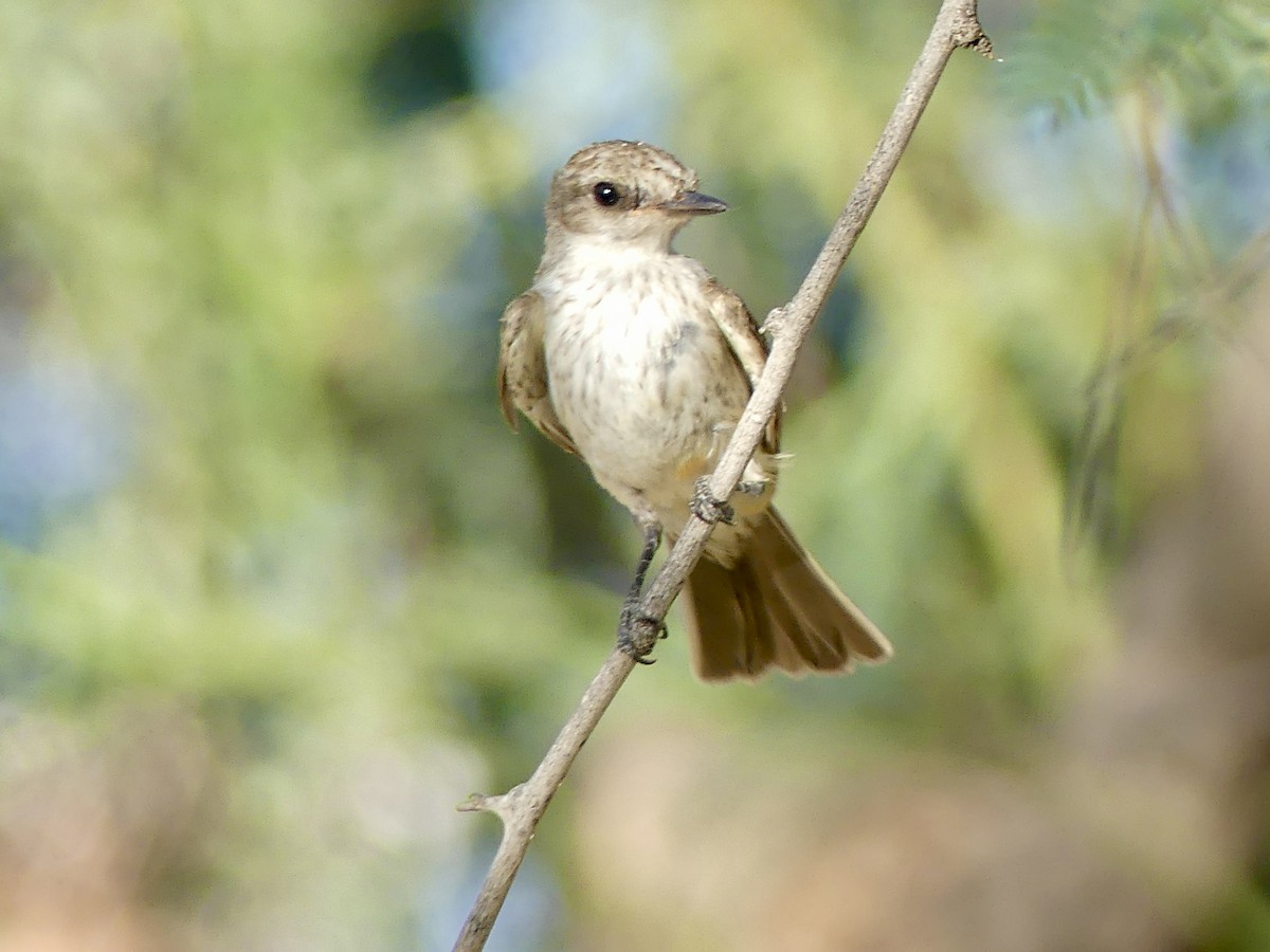 Vermilion Flycatcher - ML621187837