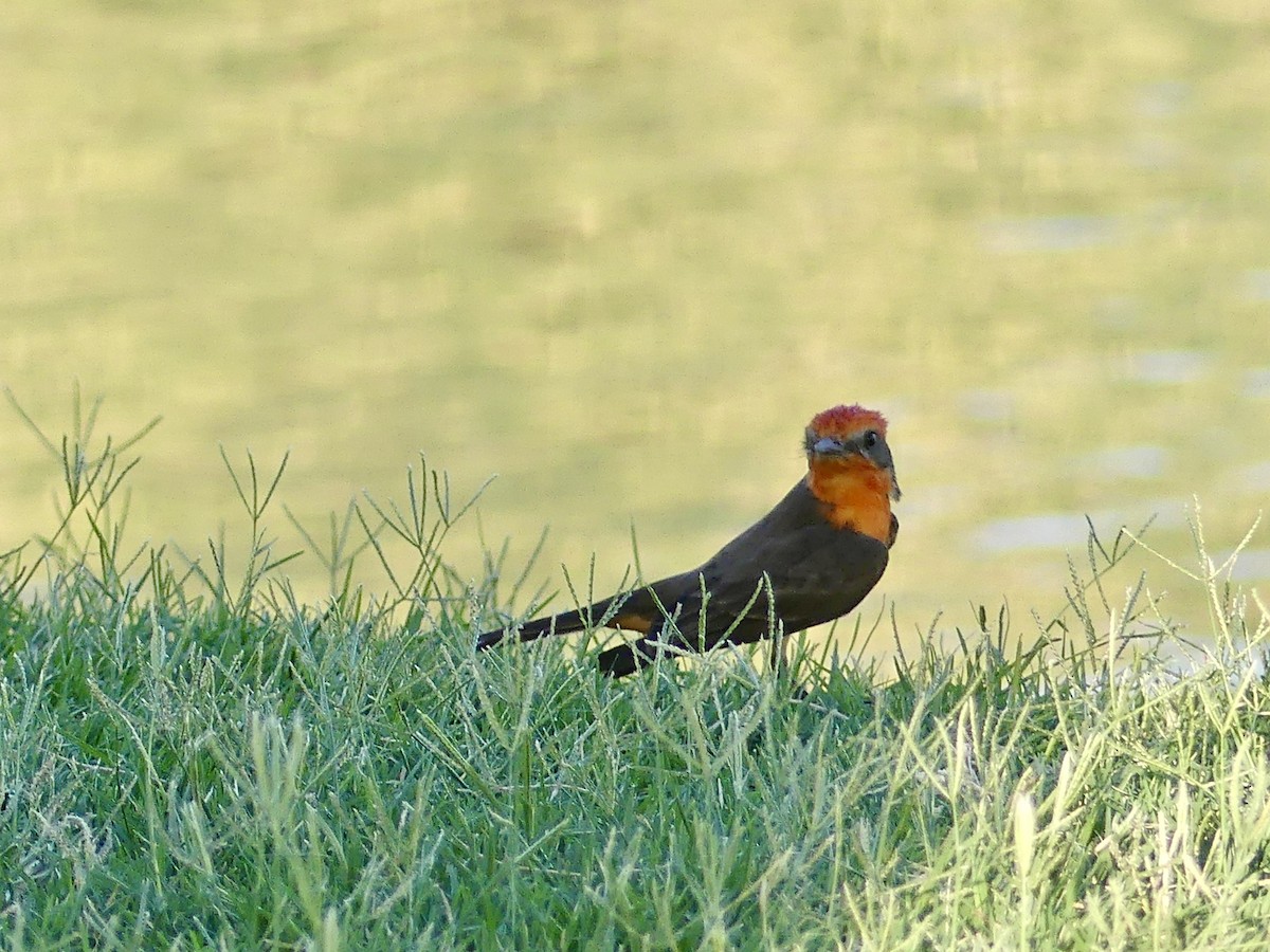 Vermilion Flycatcher - ML621187839