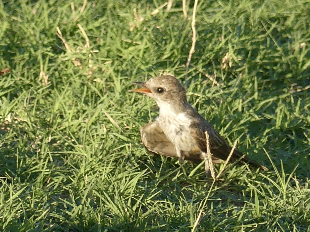 Vermilion Flycatcher - ML621187840