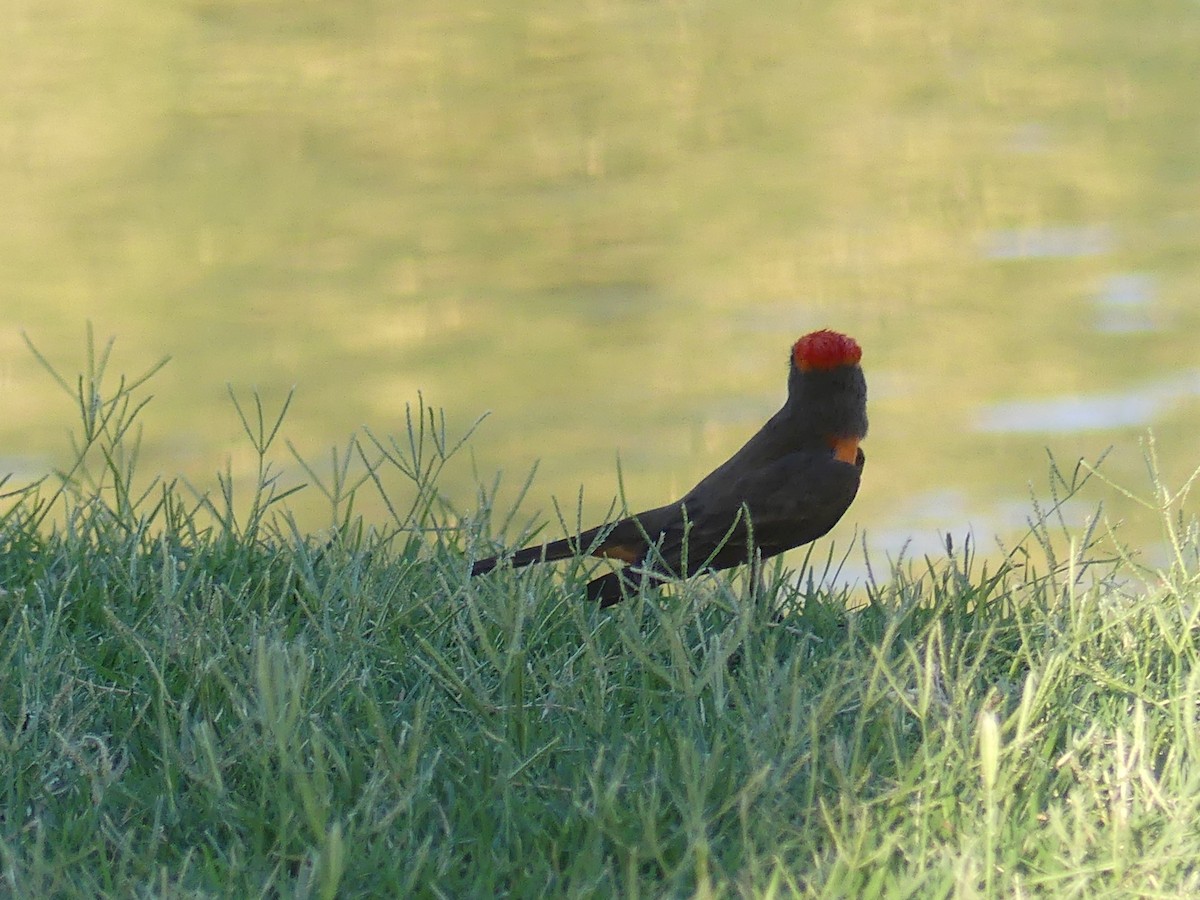 Vermilion Flycatcher - ML621187842