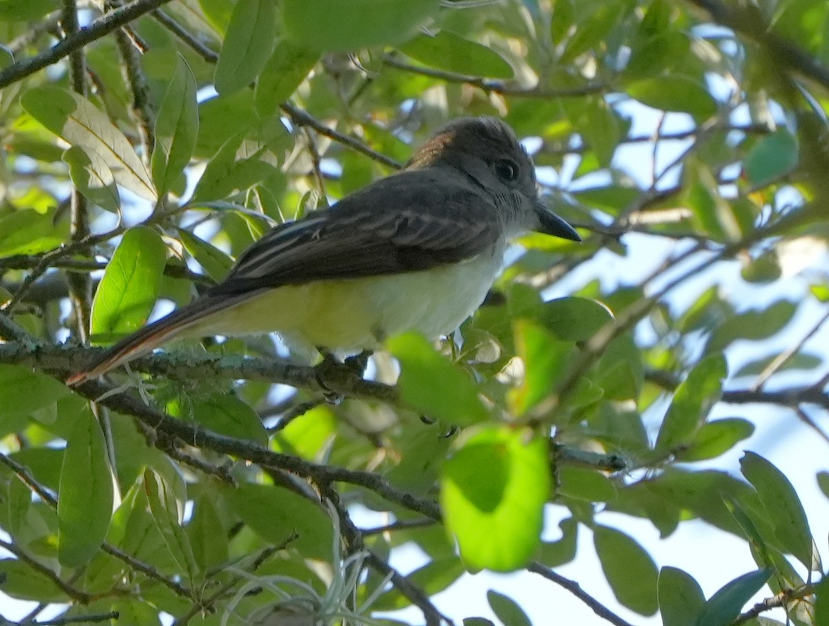 Great Crested Flycatcher - ML621187844