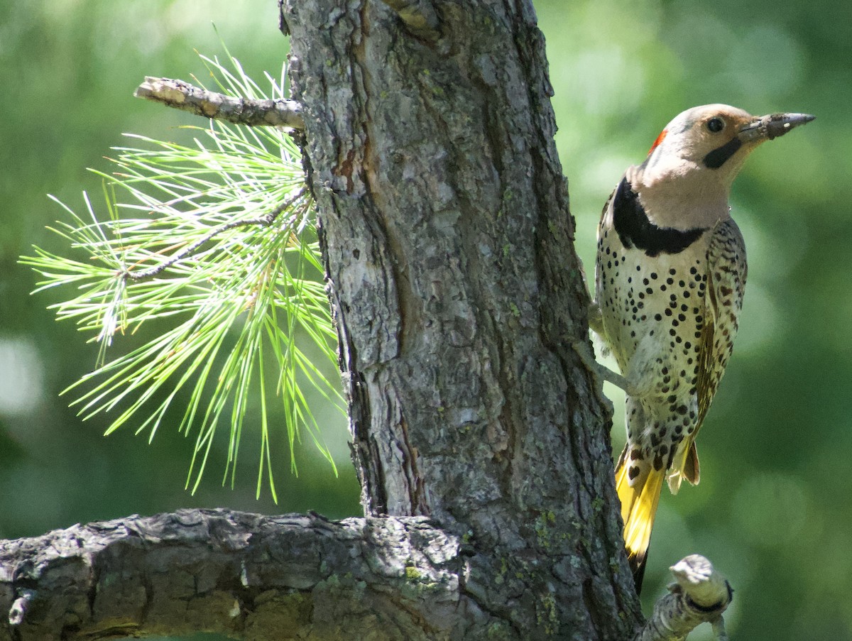 Northern Flicker (Yellow-shafted) - ML621187855