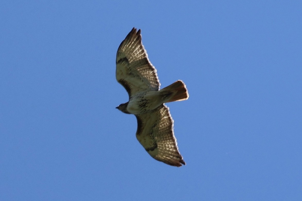 Red-tailed Hawk - ML621187874