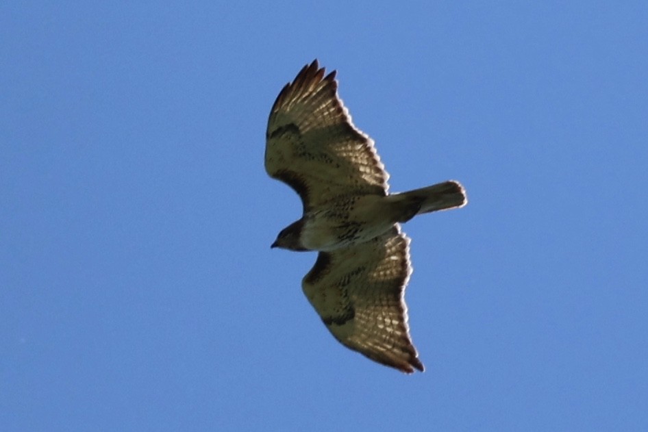 Red-tailed Hawk - ML621187875