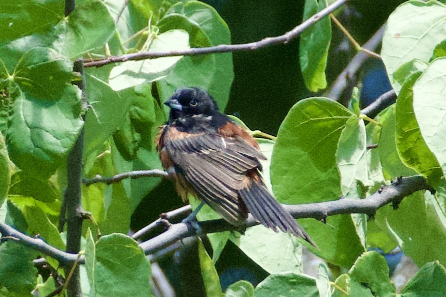 Orchard Oriole - ML621187916