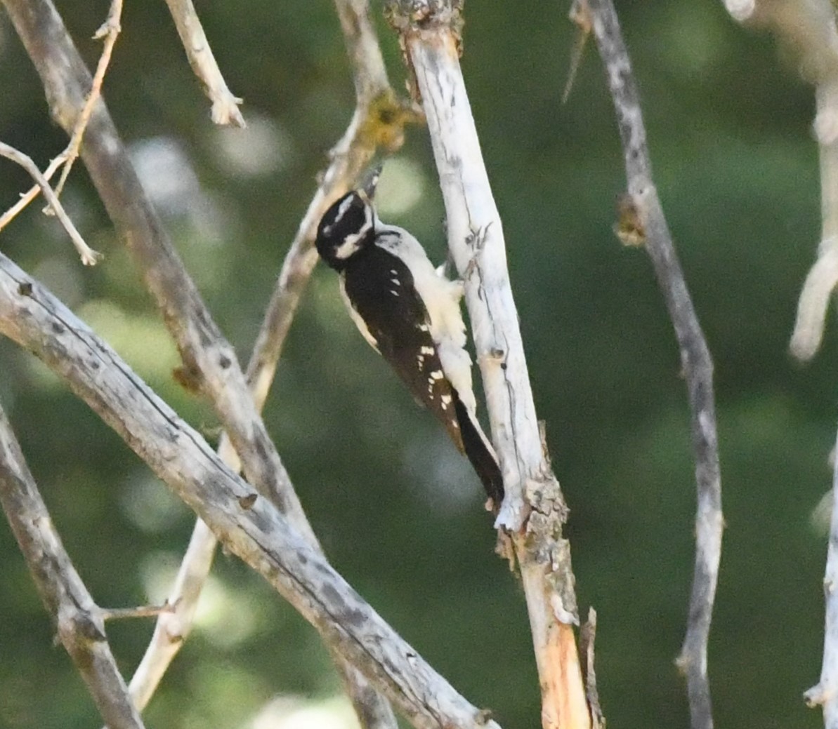 Hairy Woodpecker (Pacific) - ML621187917