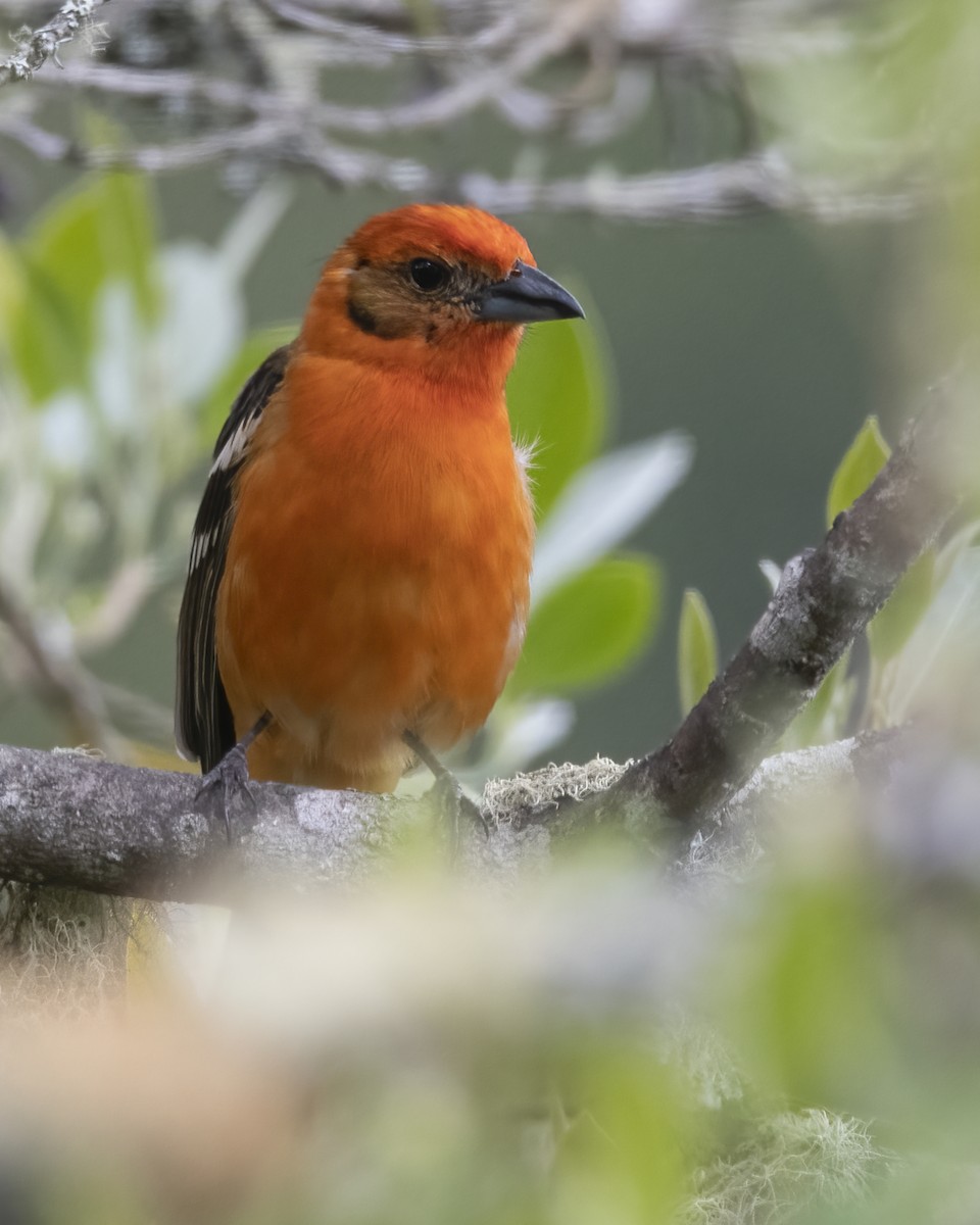 Flame-colored Tanager - ML621187933