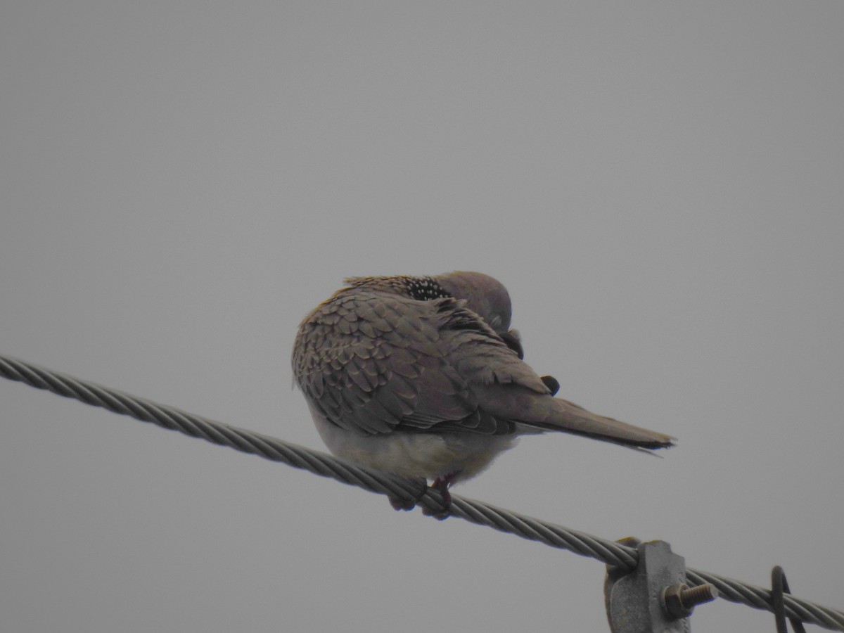 Spotted Dove - ML621187941