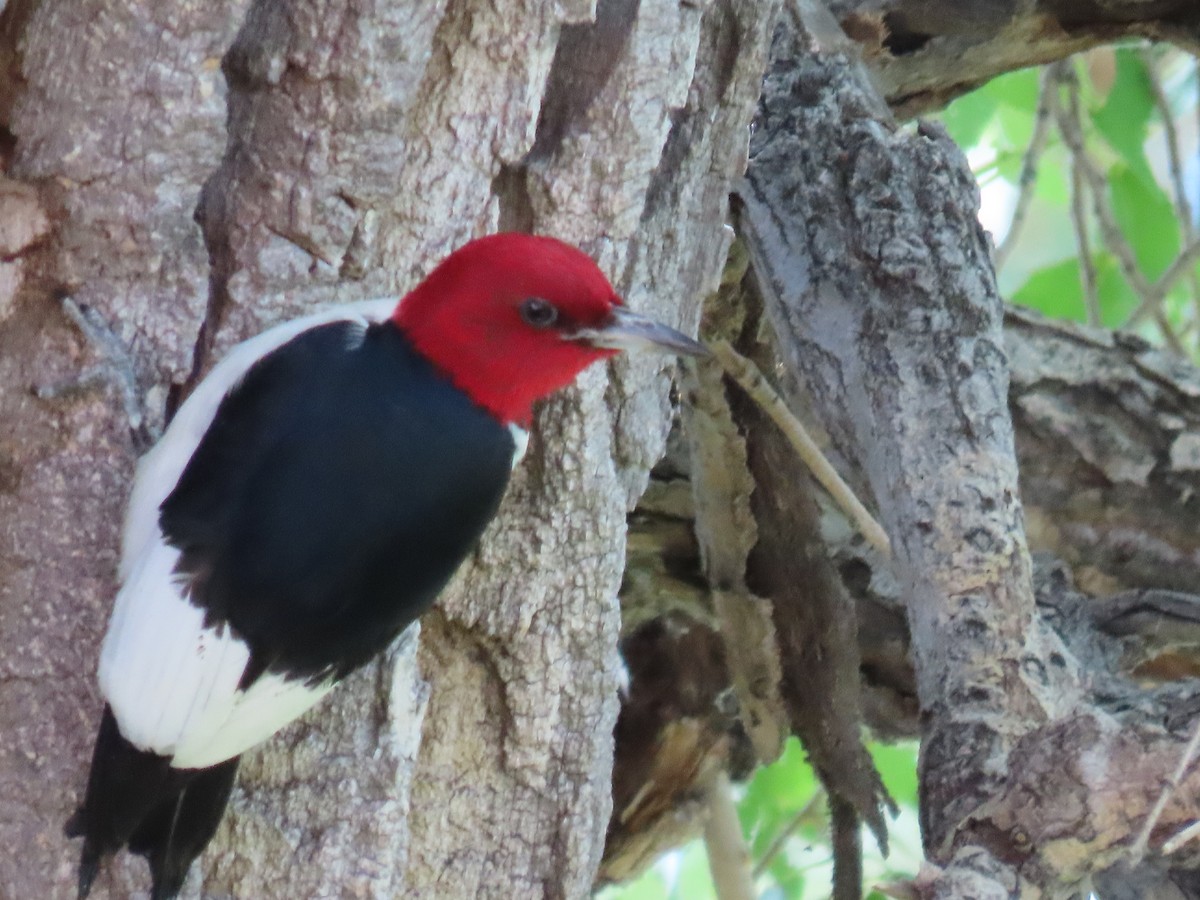 Red-headed Woodpecker - ML621187975