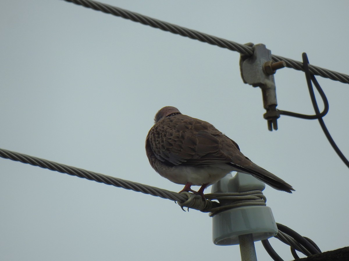 Spotted Dove - ML621187976