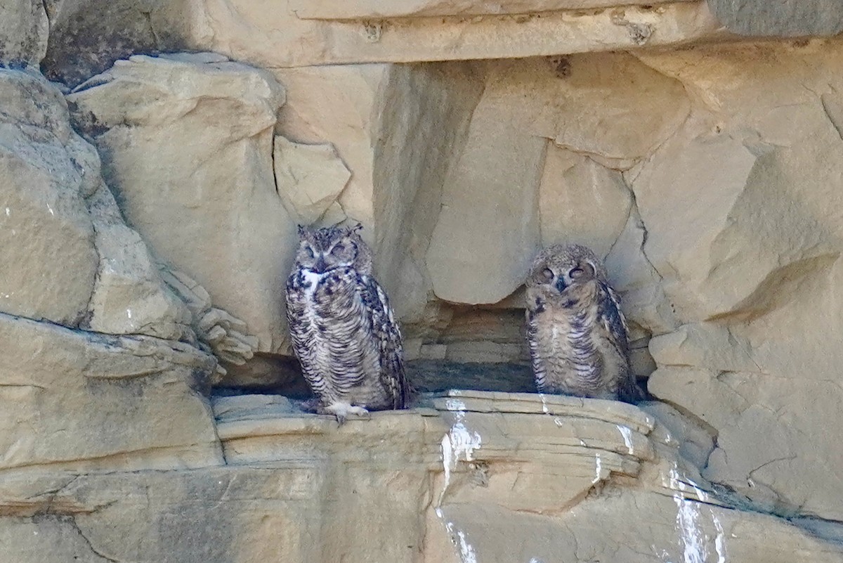 Great Horned Owl - ML621187977