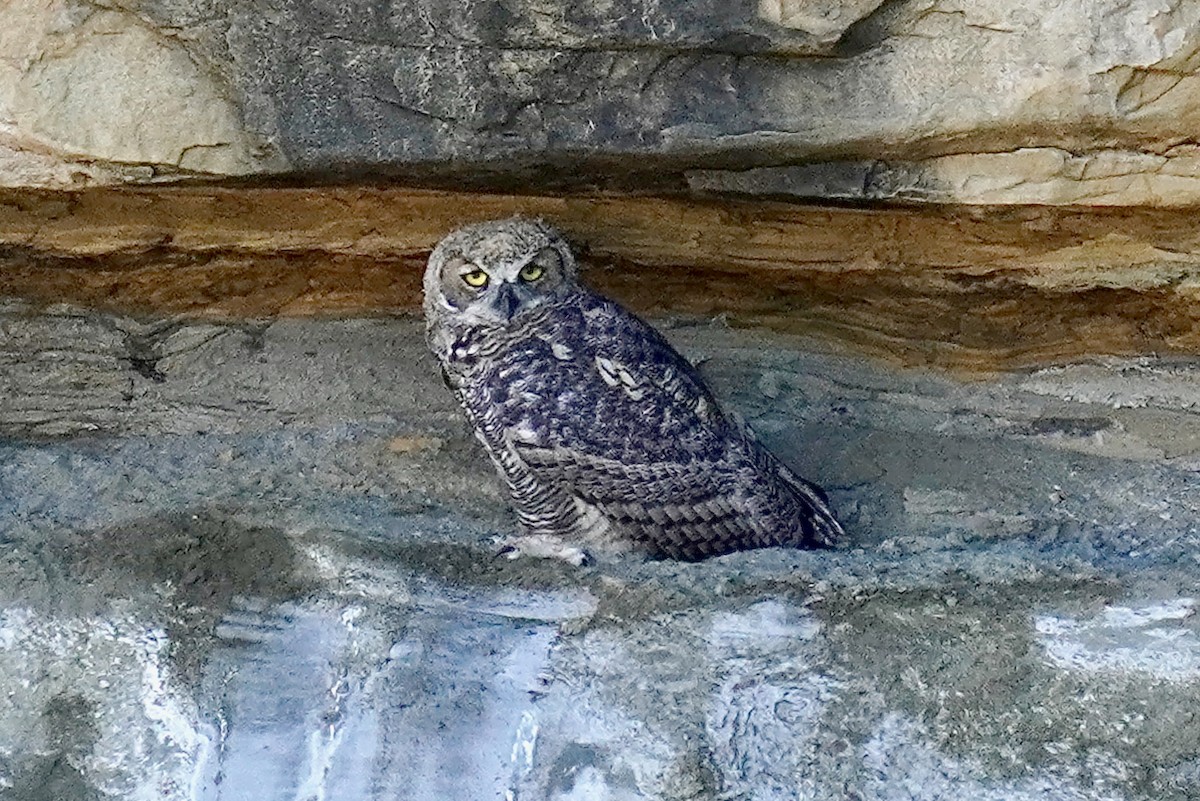 Great Horned Owl - ML621187978