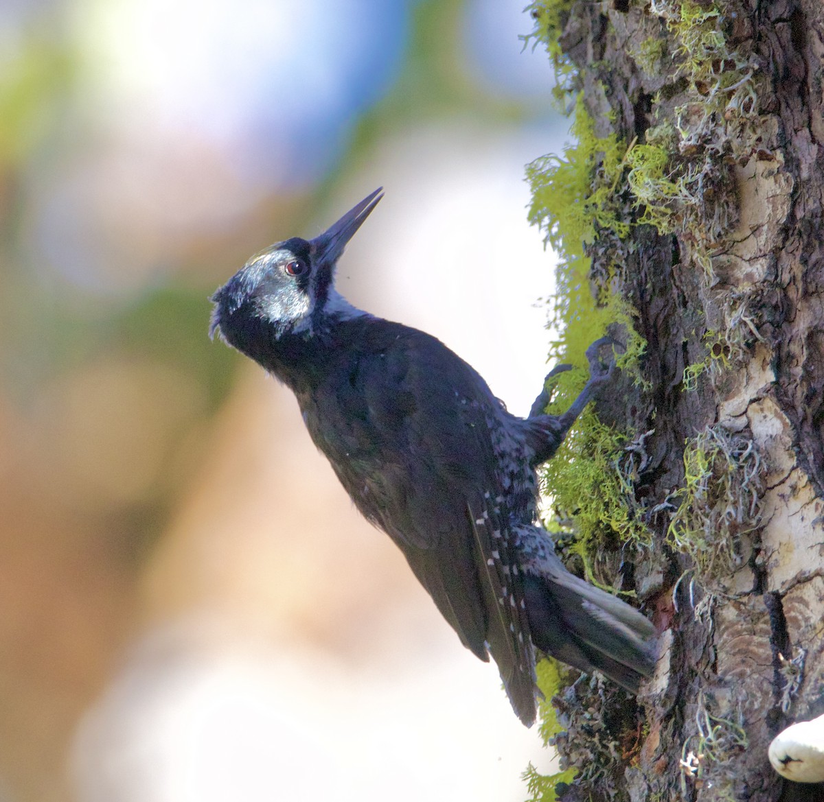 Black-backed Woodpecker - ML621187981