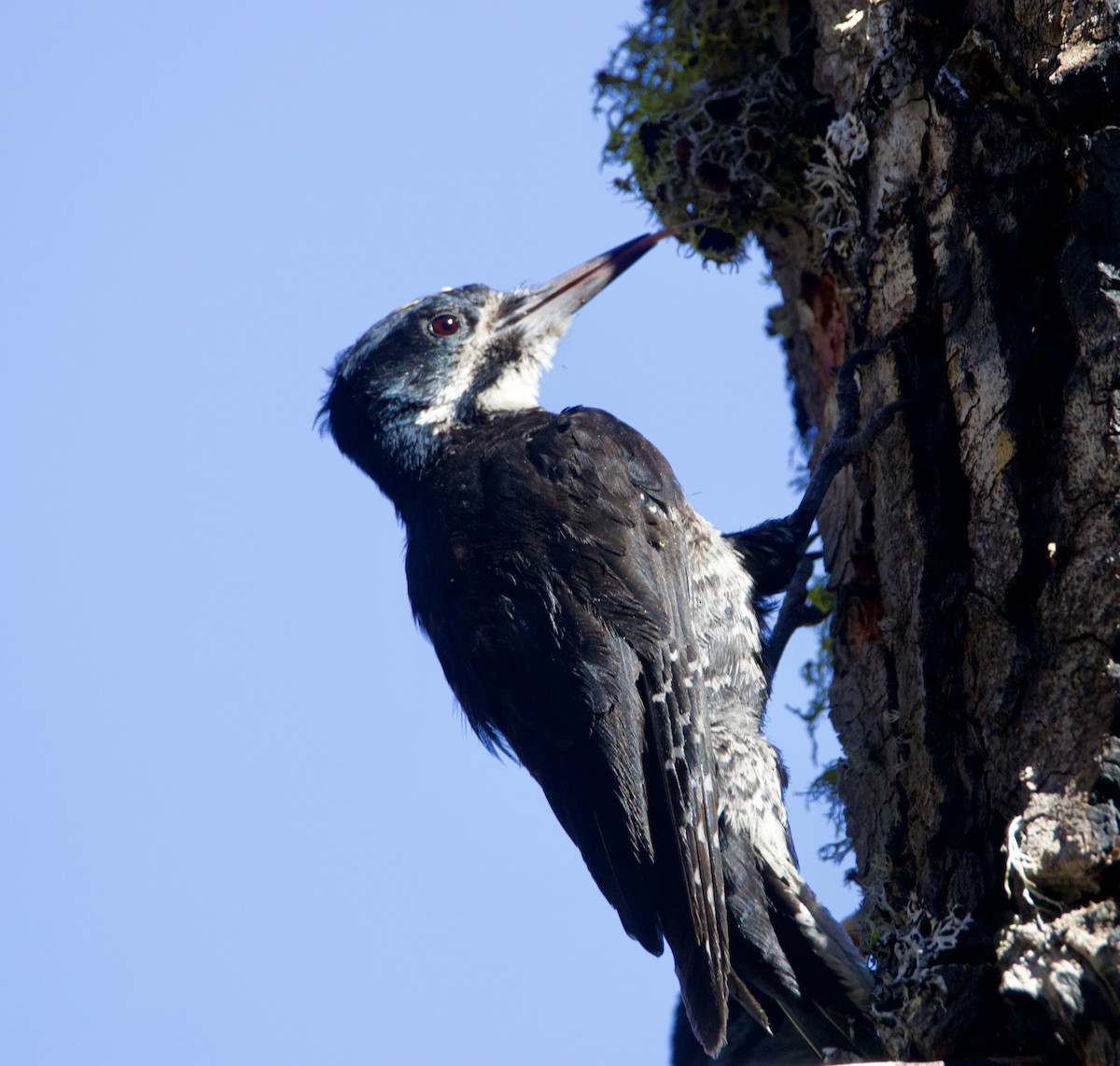 Black-backed Woodpecker - ML621187984