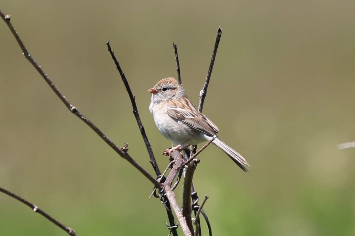 Field Sparrow - ML621187994