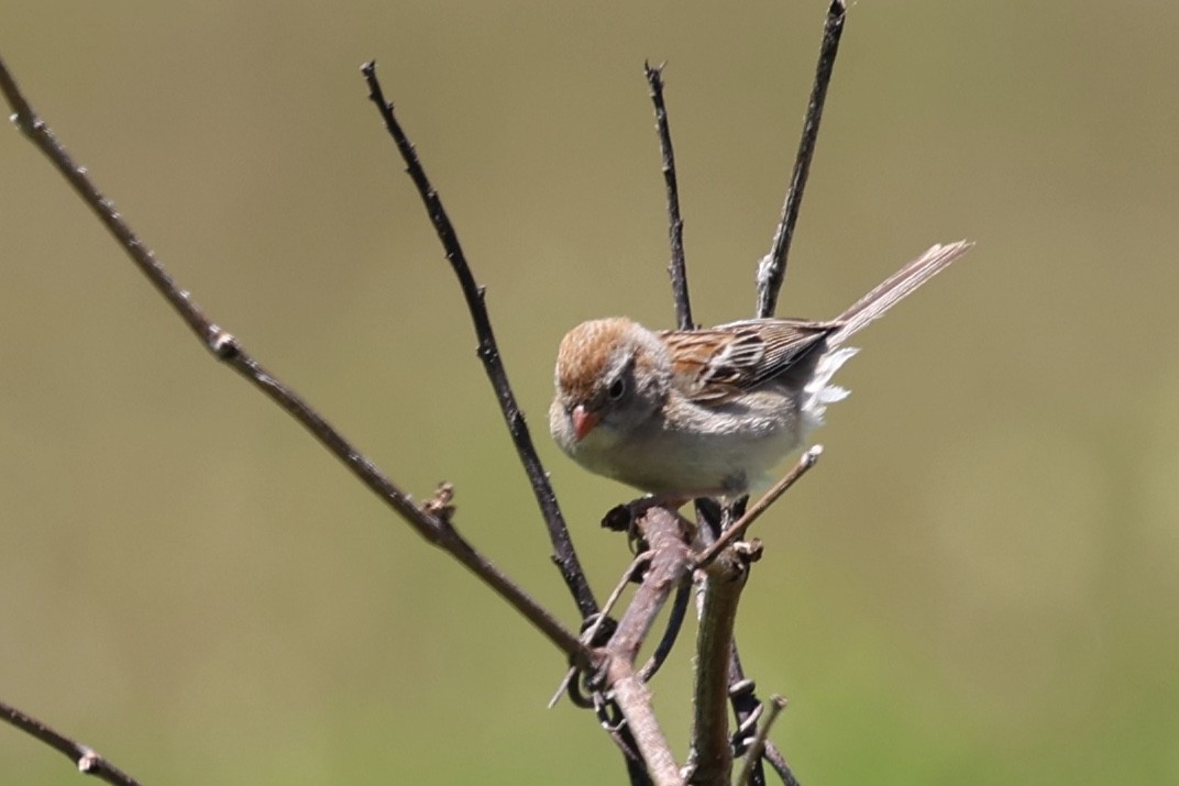 Field Sparrow - ML621187995