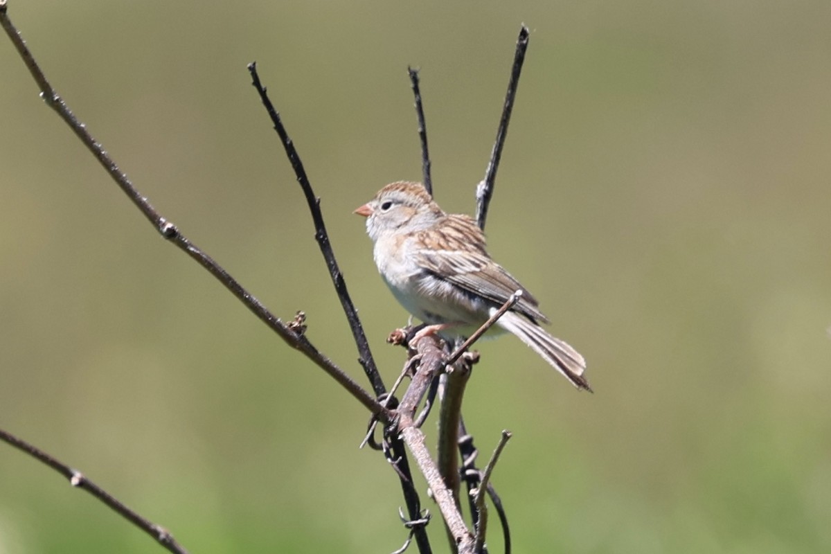 Field Sparrow - ML621187996