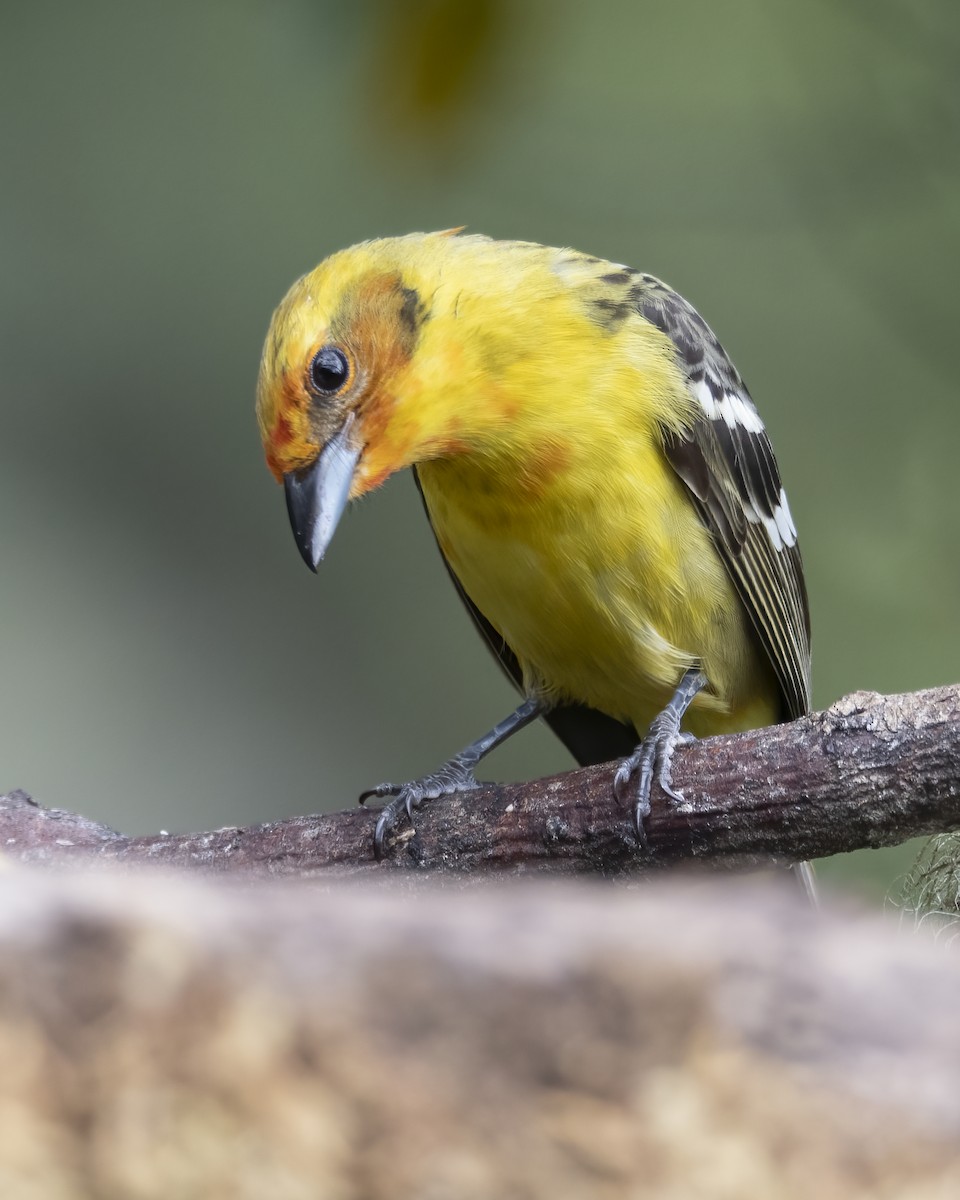 Flame-colored Tanager - ML621188013