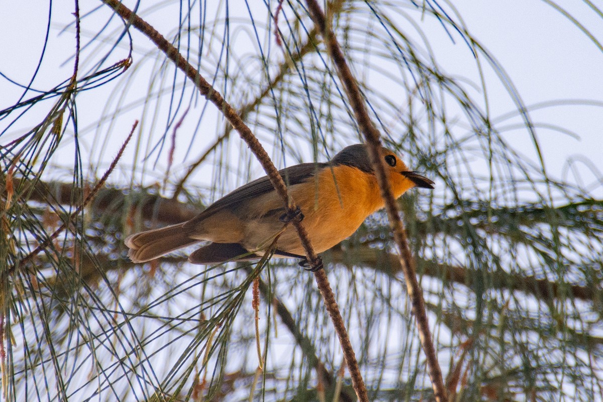 Palau Flycatcher - ML621188027