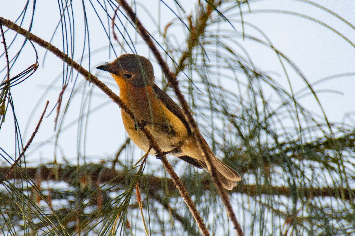 Palau Flycatcher - ML621188028