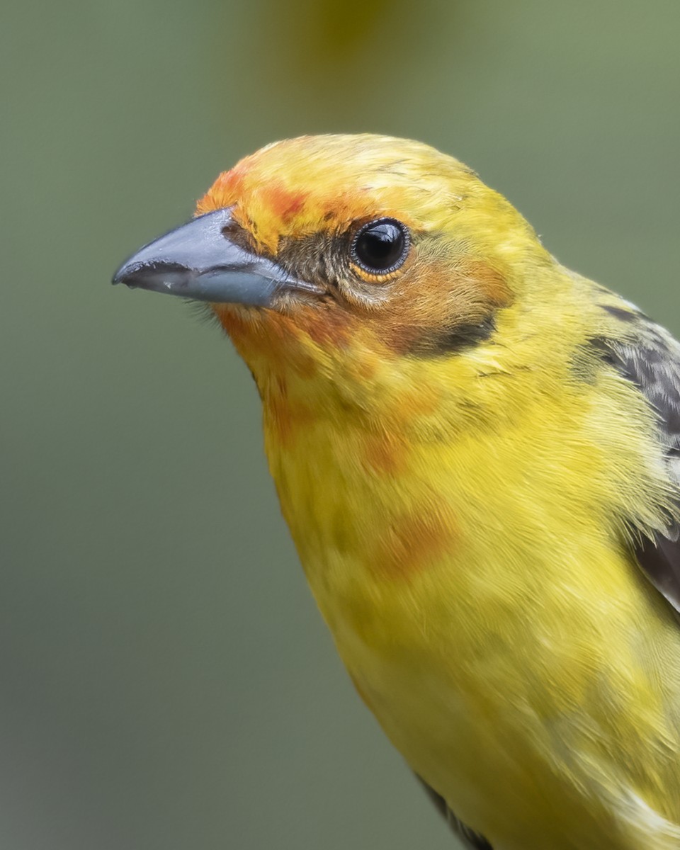 Flame-colored Tanager - ML621188033