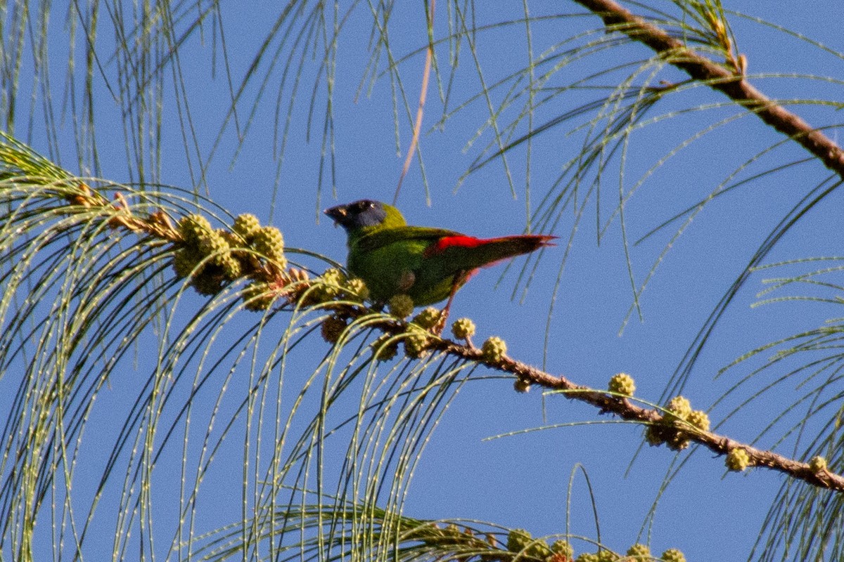 Blue-faced Parrotfinch - ML621188035