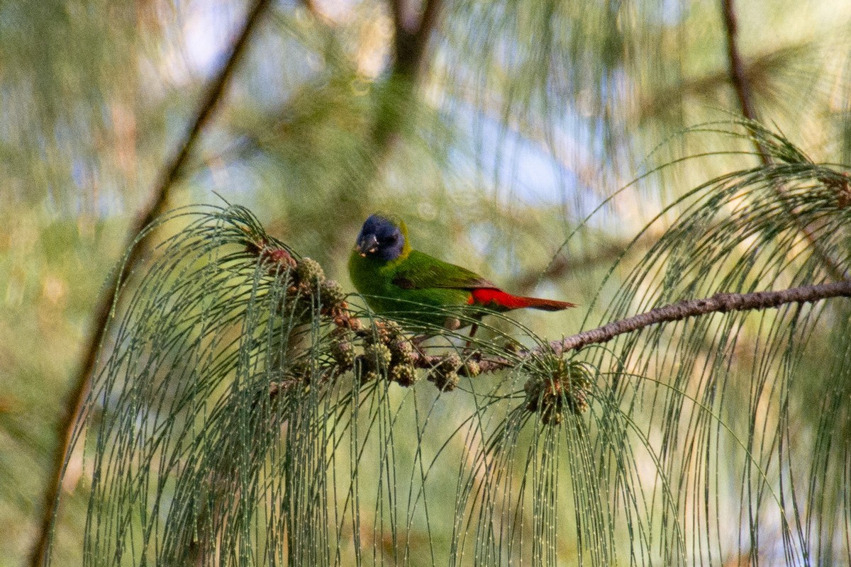 Blue-faced Parrotfinch - ML621188036