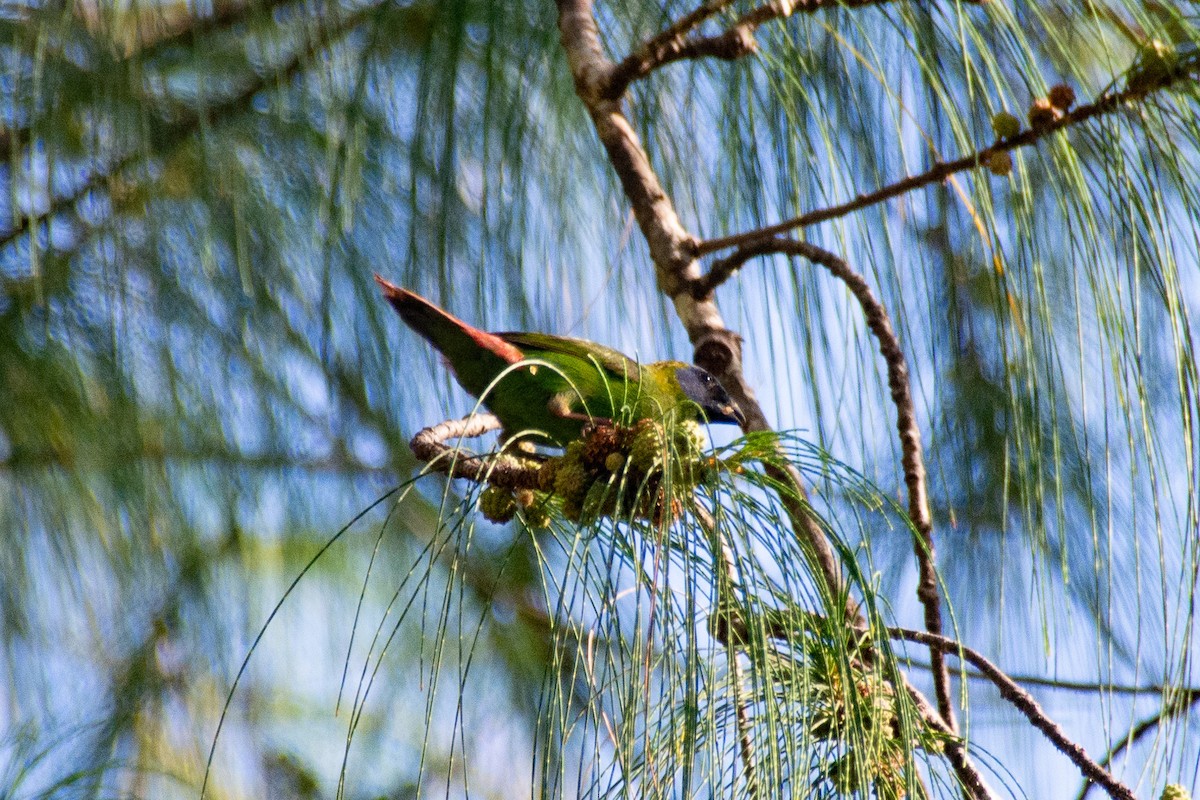 Blue-faced Parrotfinch - ML621188037