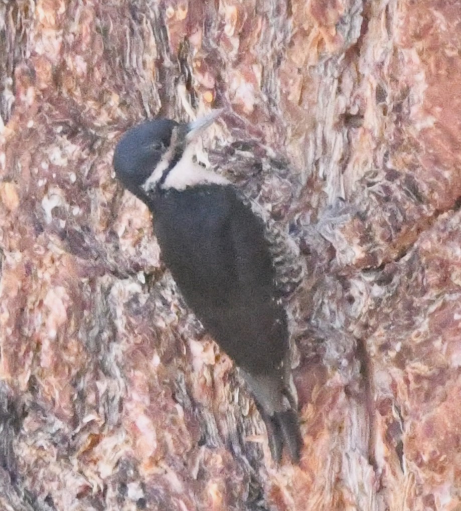 Black-backed Woodpecker - ML621188054