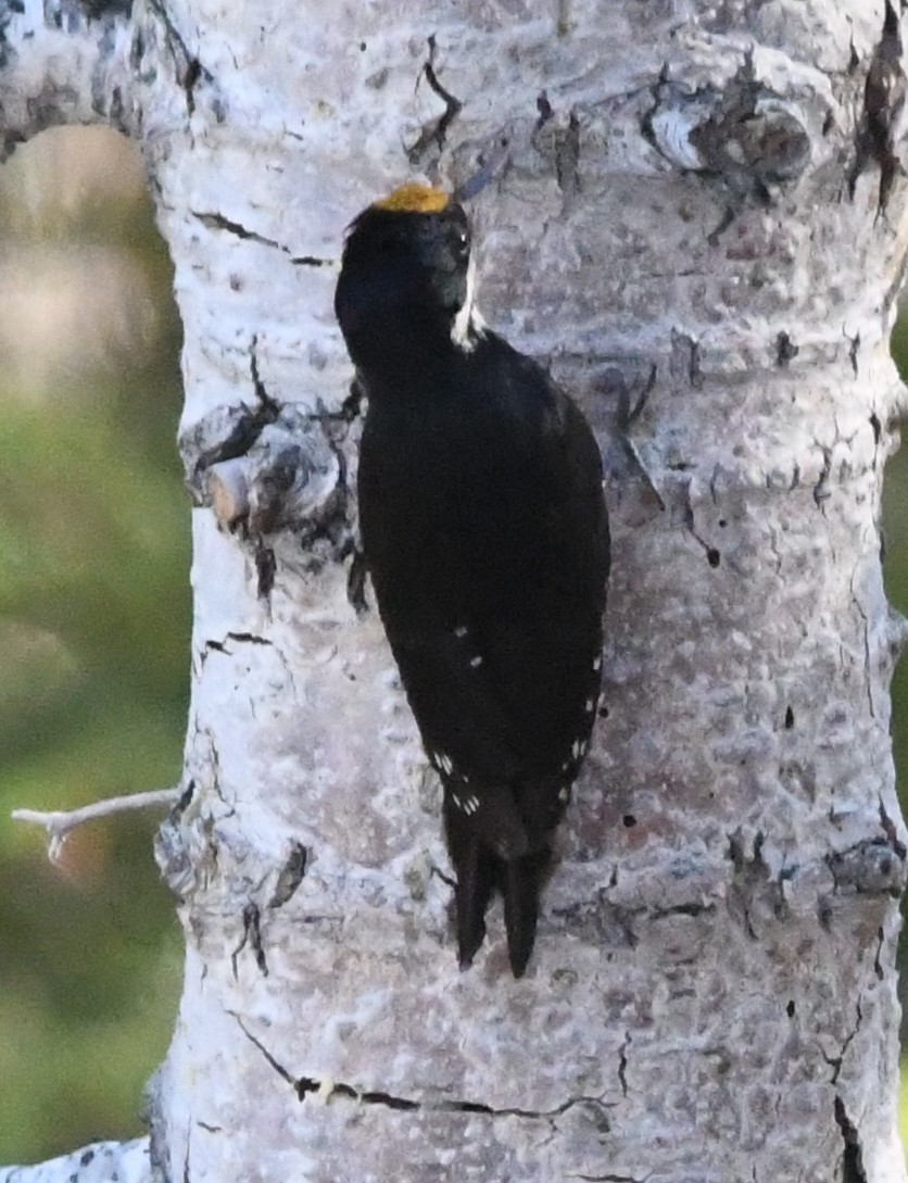 Black-backed Woodpecker - ML621188055