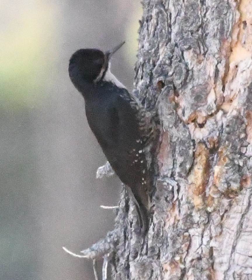 Black-backed Woodpecker - ML621188058
