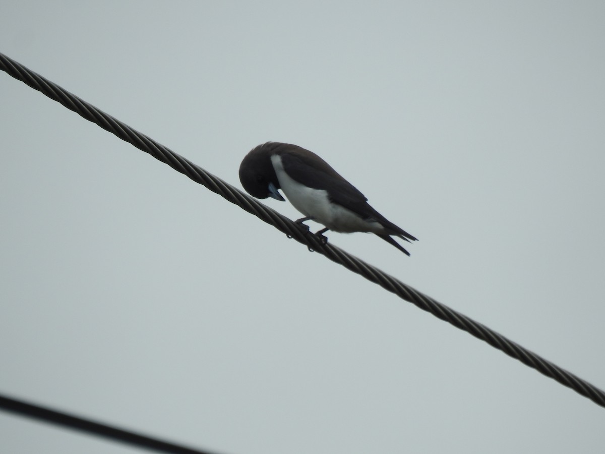 White-breasted Woodswallow - ML621188077