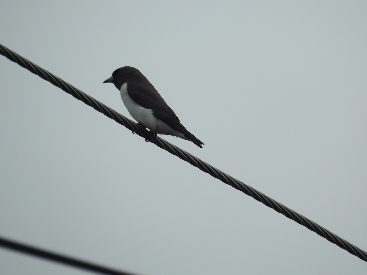 White-breasted Woodswallow - ML621188079
