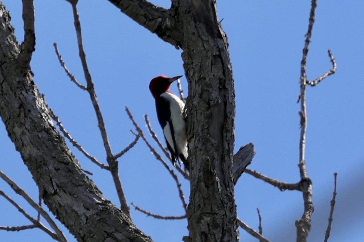 Red-headed Woodpecker - ML621188119