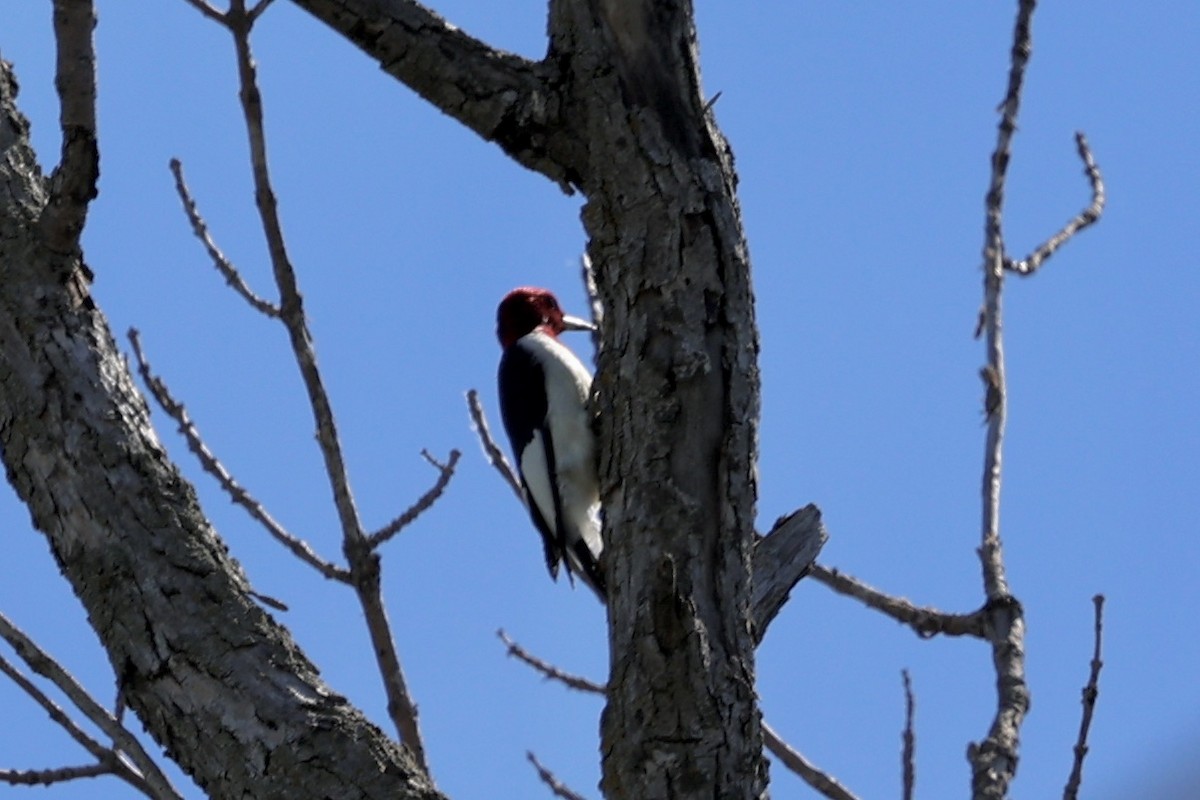 Red-headed Woodpecker - ML621188120