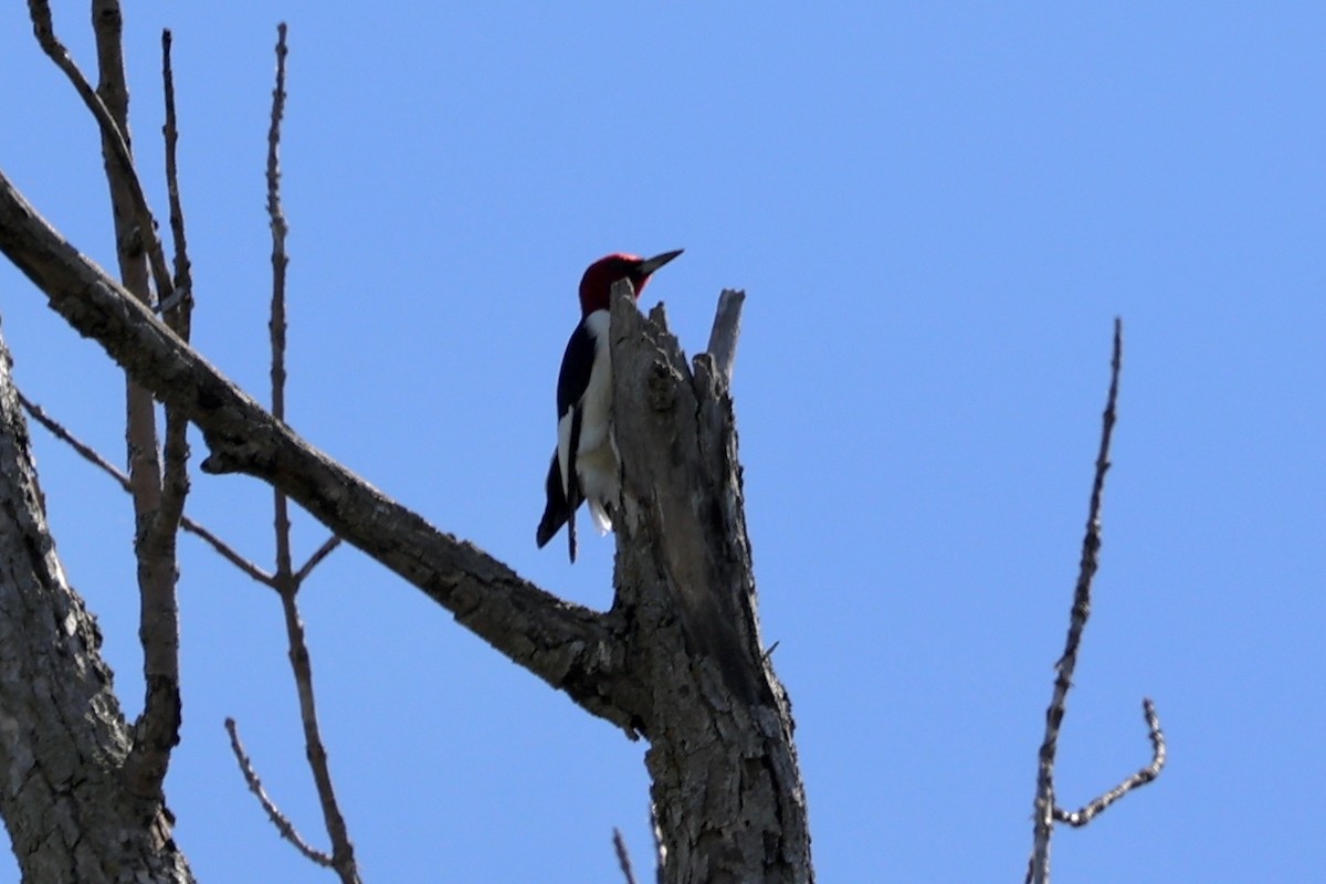 Red-headed Woodpecker - ML621188121