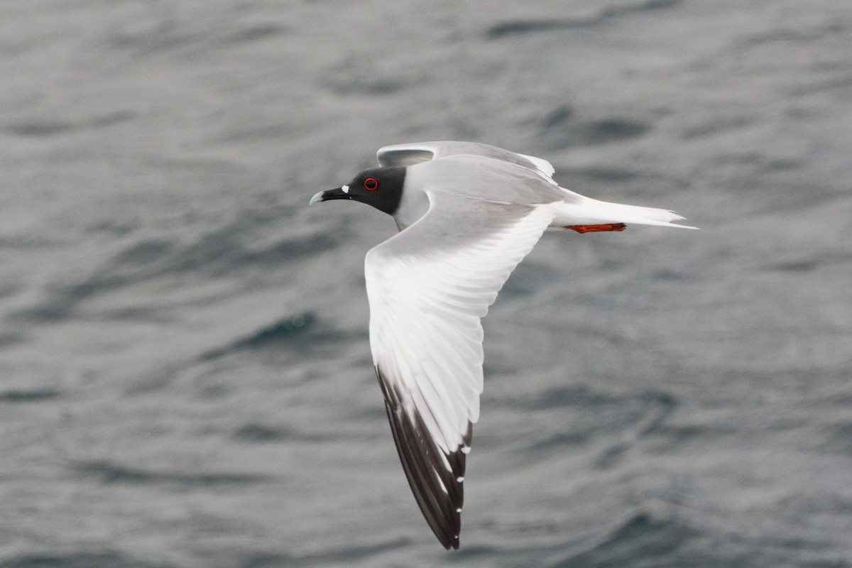 Swallow-tailed Gull - ML621188125
