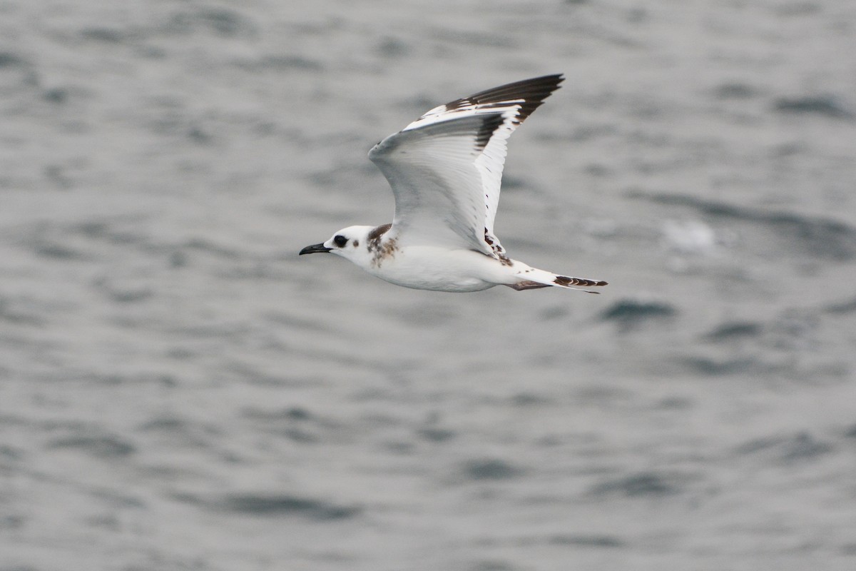 Swallow-tailed Gull - ML621188127