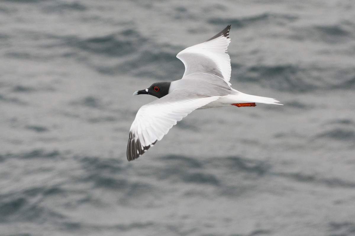 Swallow-tailed Gull - ML621188129