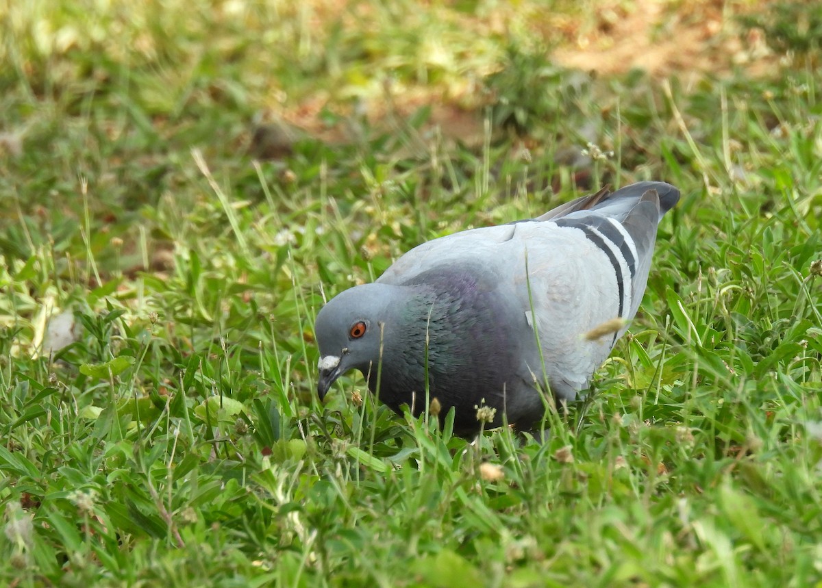 Pigeon biset (forme domestique) - ML621188143