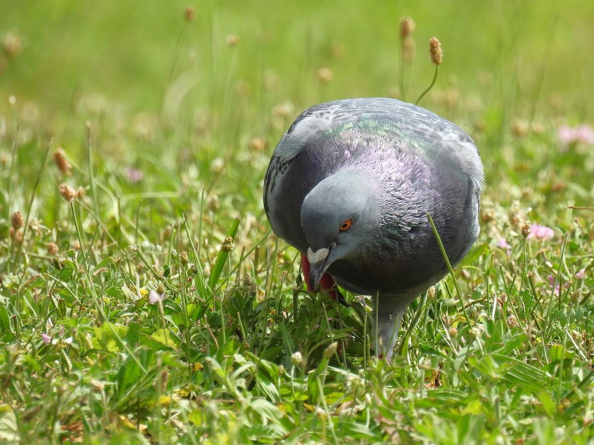 Rock Pigeon (Feral Pigeon) - ML621188144